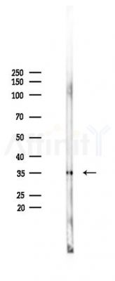 RPC4 Antibody - Western blot analysis of lysates from 293 cells(LPS 4h treatment), using RPC4 Antibody at 1/1000 dilution.