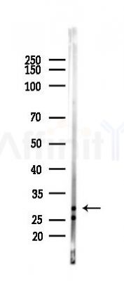 MARCH3 Antibody - Western blot analysis of lysates from Rat brain, using MARCH3 Antibody at 1/1000 dilution.