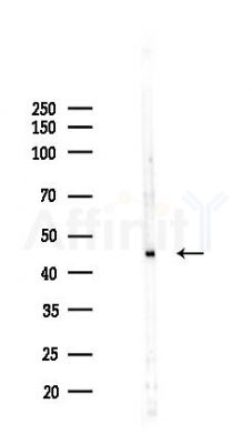 EIF3F Antibody - Western blot analysis of lysates from COLO205 cells(heat-shock 45min treatment), using EIF3F Antibody at 1/1000 dilution.