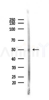 FOXB2 Antibody - Western blot analysis of lysates from Rat brain, using FOXB2 Antibody at 1/1000 dilution.