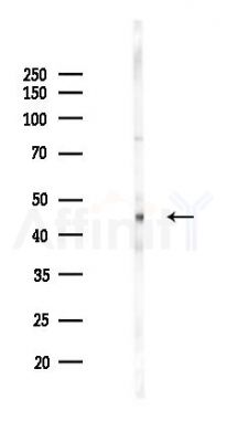 NKX24 Antibody - Western blot analysis of lysates from Mouse lung, using NKX24 Antibody at 1/1000 dilution.