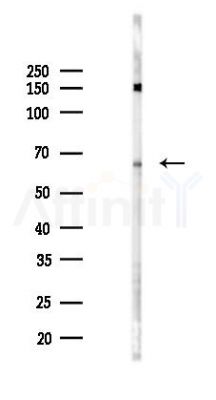 IQCB1 Antibody - Western blot analysis of lysates from PC12 cells(heat-shock 45min treatment), using IQCB1 Antibody at 1/1000 dilution.