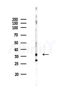 SLC25A21 Antibody - Western blot analysis of lysates from Mouse muscle, using SLC25A21 Antibody at 1/1000 dilution.