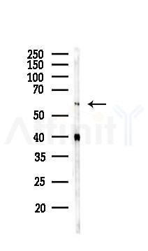 MINPP1 Antibody - Western blot analysis of lysates from Mouse brain, using MINPP1 Antibody at 1/1000 dilution.