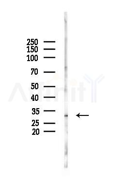 MLF1 Antibody - Western blot analysis of lysates from Mouse liver, using MLF1 Antibody at 1/1000 dilution.