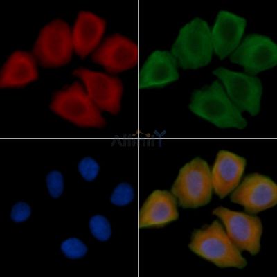NDUFA8 Antibody - DF4205 staining Hela cells(45min of heat-shock treatment) by IF/ICC.