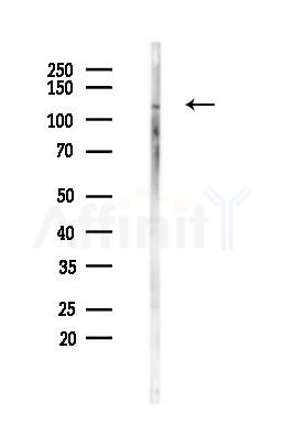 NCAM2 Antibody - Western blot analysis of lysates from Rat brain, using NCAM2 Antibody at 1/1000 dilution.