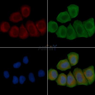 NRSN1 Antibody - DF4228 staining Hela cells(45min of heat-shock treatment) by IF/ICC.