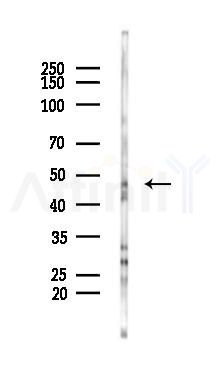 POLDIP3 Antibody - Western blot analysis of lysates from K562 cells(heat-shock 45min treatment), using POLDIP3 Antibody at 1/1000 dilution.
