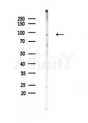 FAM35A/B Antibody - Western blot analysis of lysates from Rat brain, using FAM35A/B Antibody at 1/1000 dilution.