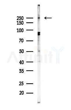 PTPRZ1 Antibody - Western blot analysis of lysates from COLO205 cells(heat-shock 45min treatment), using PTPRZ1 Antibody at 1/1000 dilution.