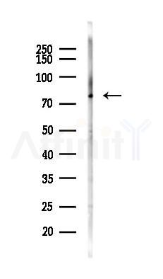 ARHGEF7 Antibody - Western blot analysis of lysates from Mouse muscle, using ARHGEF7 Antibody at 1/1000 dilution.