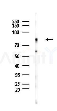 RFWD3 Antibody - Western blot analysis of lysates from Mouse liver, using RFWD3 Antibody at 1/1000 dilution.