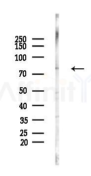 NEK5 Antibody - Western blot analysis of lysates from Rat testis, using NEK5 Antibody at 1/1000 dilution.