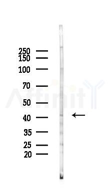 PRKX Antibody - Western blot analysis of lysates from Rat testis, using PRKX Antibody at 1/1000 dilution.