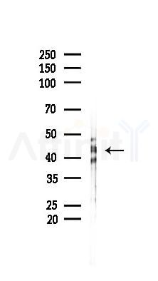 SERPINB7 Antibody - Western blot analysis of lysates from Rat lung, using SERPINB7 Antibody at 1/1000 dilution.
