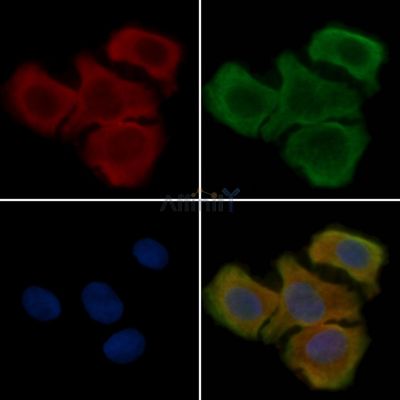 SERPINB7 Antibody - DF4492 staining Hela cells(30min of UV treatment) by IF/ICC.