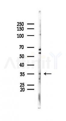 SH2D5 Antibody - Western blot analysis of lysates from RAW264.