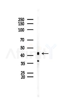 SIRPG Antibody - Western blot analysis of lysates from RAW264.