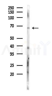 USP30 Antibody - Western blot analysis of lysates from Mouse brain, using USP30 Antibody at 1/1000 dilution.