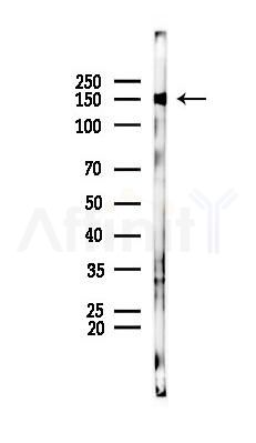 UBAP2L Antibody - Western blot analysis of lysates from RAW264.