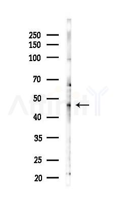 PSMD6 Antibody - Western blot analysis of lysates from HUVEC cells(LPS 4h treatment), using PSMD6 Antibody at 1/1000 dilution.