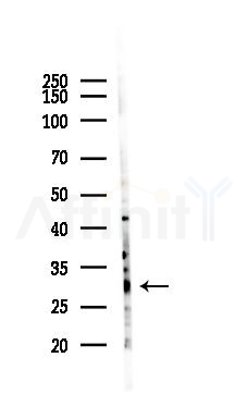 Tafazzin Antibody - Western blot analysis of lysates from Hela cells(LPS 4h treatment), using Tafazzin Antibody at 1/1000 dilution.