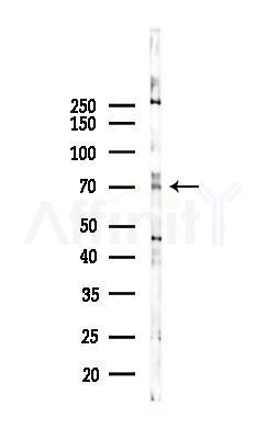 MNT Antibody - Western blot analysis of lysates from 293 cells(heat-shock 45min treatment), using MNT Antibody at 1/1000 dilution.