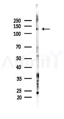 PLCB2 Antibody - Western blot analysis of lysates from Mouse lung, using PLCB2 Antibody at 1/1000 dilution.