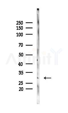 TMEM101 Antibody - Western blot analysis of lysates from Mouse brain, using TMEM101 Antibody at 1/1000 dilution.
