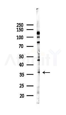 CD300LG Antibody - Western blot analysis of lysates from 293 cells(heat-shock 45min treatment), using CD300LG Antibody at 1/1000 dilution.
