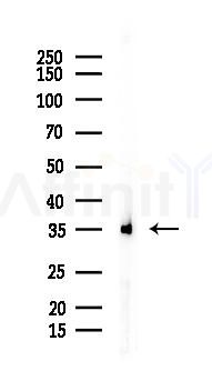 FST Antibody - Western blot analysis of lysates from Mouse (starvation 肉 treatment), using FST Antibody at 1/1000 dilution.