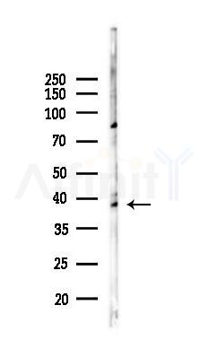 GPR100 Antibody - Western blot analysis of lysates from 293 cells(heat-shock 45min treatment), using GPR100 Antibody at 1/1000 dilution.