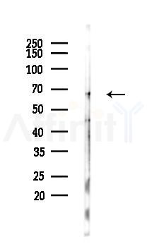 GPR153 Antibody - Western blot analysis of lysates from B16F10-LUC cells(starvation 24h treatment), using GPR153 Antibody at 1/1000 dilution.