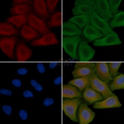 GPR157 Antibody - DF4956 staining Hela cells(45min of heat-shock treatment) by IF/ICC.