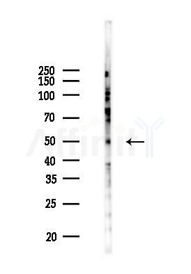 NK3R Antibody - Western blot analysis of lysates from 293 cells(heat-shock 45min treatment), using NK3R Antibody at 1/1000 dilution.