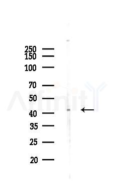 NPY2R Antibody - Western blot analysis of lysates from Rat brain, using NPY2R Antibody at 1/1000 dilution.