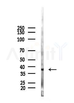 OR10A4 Antibody - Western blot analysis of lysates from HepG2 cells(heat-shock 45min treatment), using OR10A4 Antibody at 1/1000 dilution.