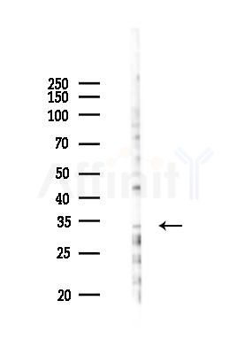 OR10AD1 Antibody - Western blot analysis of lysates from 293 cells(heat-shock 45min treatment), using OR10AD1 Antibody at 1/1000 dilution.