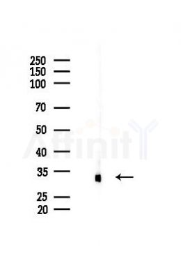 OR10C1 Antibody - Western blot analysis of lysates from Mouse brain, using OR10C1 Antibody at 1/1000 dilution.