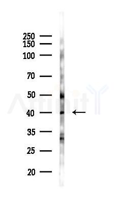 OR2L5 Antibody - Western blot analysis of lysates from Hela cells(heat-shock 45min treatment), using OR2L5 Antibody at 1/1000 dilution.