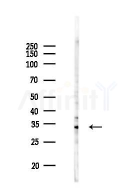 OR4C15 Antibody - Western blot analysis of lysates from 293 cells(heat-shock 45min treatment), using OR4C15 Antibody at 1/1000 dilution.