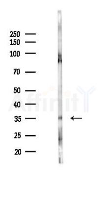OR51A7 Antibody - Western blot analysis of lysates from Rat testis, using OR51A7 Antibody at 1/1000 dilution.