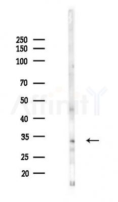 OR6C3 Antibody - Western blot analysis of lysates from Hela cells(UV 30min treatment), using OR6C3 Antibody at 1/1000 dilution.