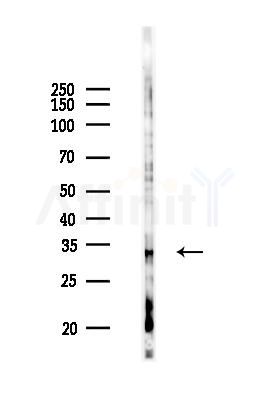 OR6P1 Antibody - Western blot analysis of lysates from 293 cells(heat-shock 45min treatment), using OR6P1 Antibody at 1/1000 dilution.