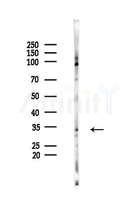OR6P1 Antibody - Western blot analysis of lysates from Mouse brain, using OR6P1 Antibody at 1/1000 dilution.