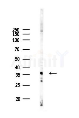 OR4K14 Antibody - Western blot analysis of lysates from 293 cells(heat-shock 45min treatment), using OR4K14 Antibody at 1/1000 dilution.