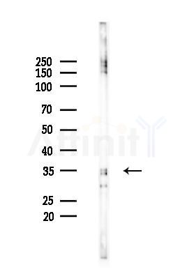 OR4K14 Antibody - Western blot analysis of lysates from K562 cells(heat-shock 45min treatment), using OR4K14 Antibody at 1/1000 dilution.