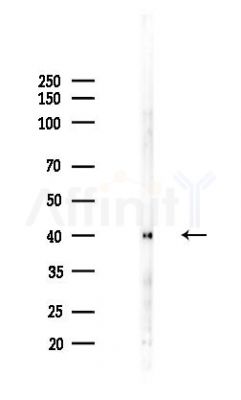 TAS2R8 Antibody - Western blot analysis of lysates from Hela cells(UV 30min treatment), using TAS2R8 Antibody at 1/1000 dilution.