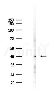TAS2R8 Antibody - Western blot analysis of lysates from HUVEC cells(LPS 4h treatment), using TAS2R8 Antibody at 1/1000 dilution.
